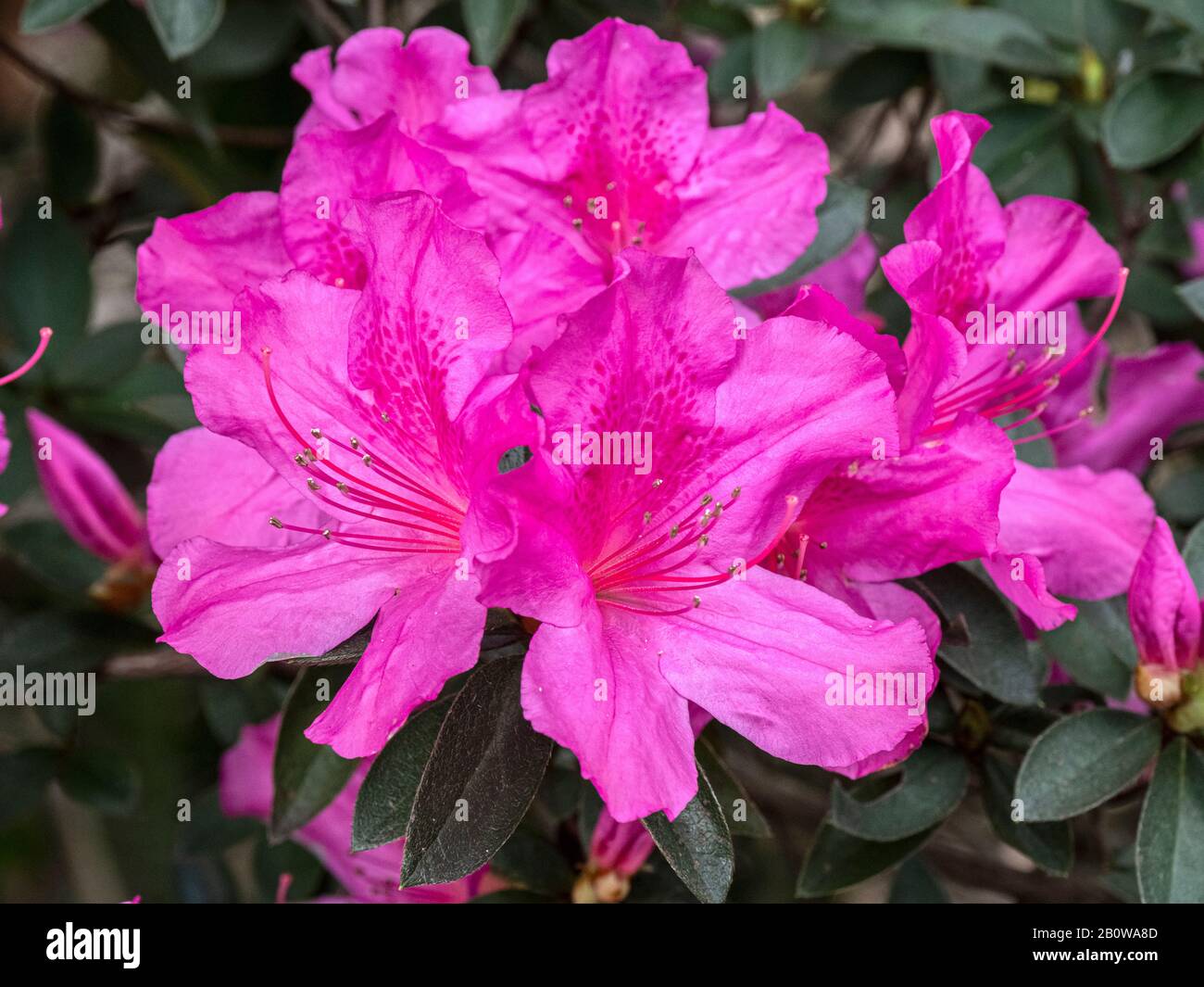Gros plan sur les azalées roses en fleurs Banque D'Images