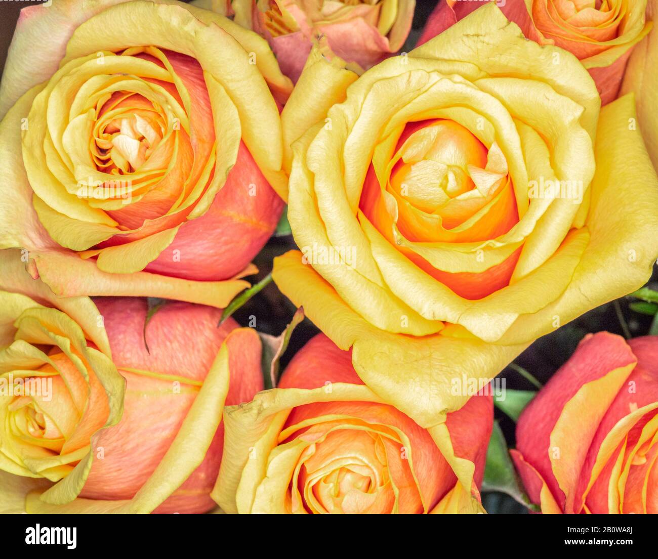 Gros plan au-dessus du jaune avec le cadre de remplissage de roses rouges Banque D'Images