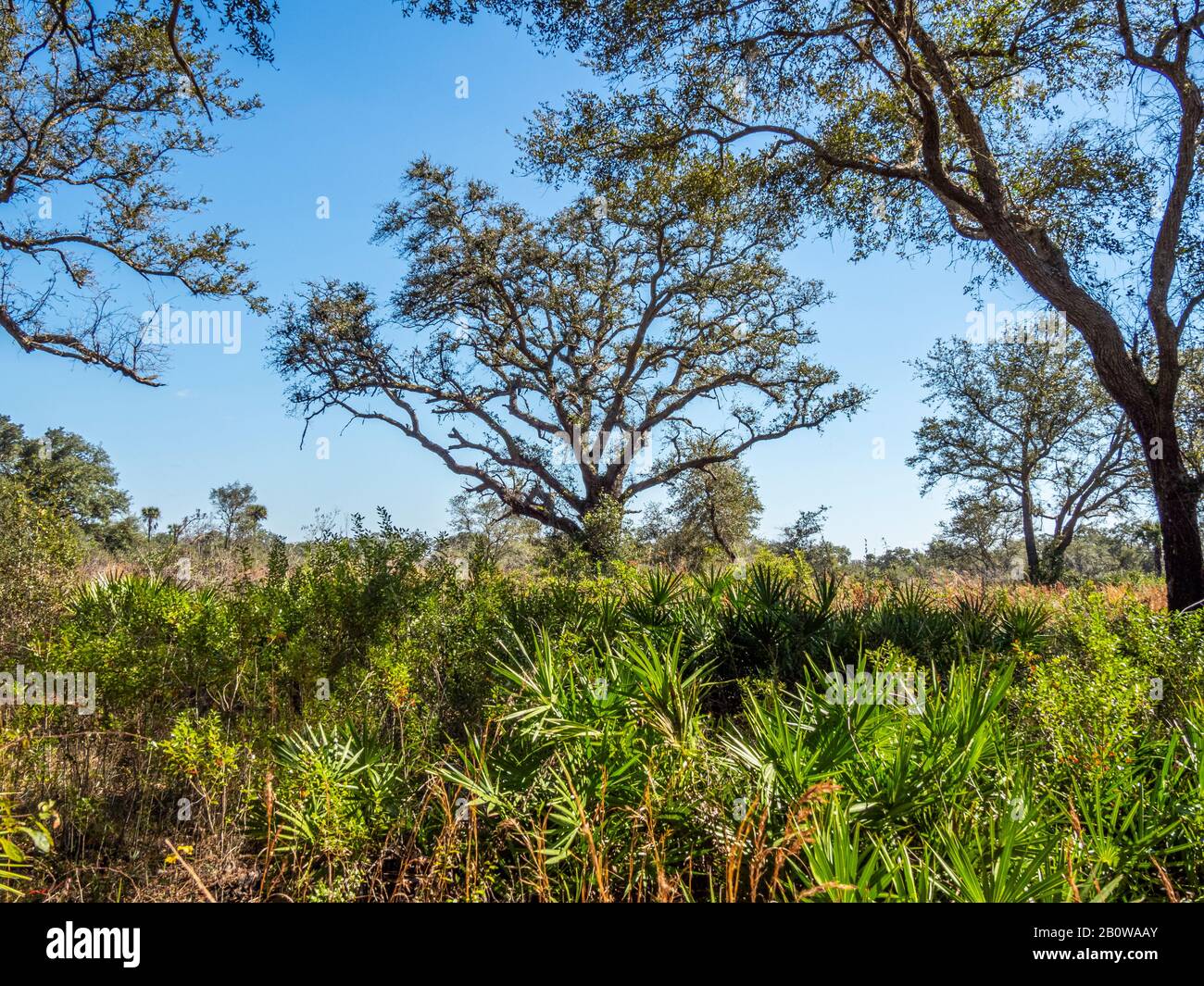 Parc National De La Rivière Myakka À Sarasota, Floride Banque D'Images
