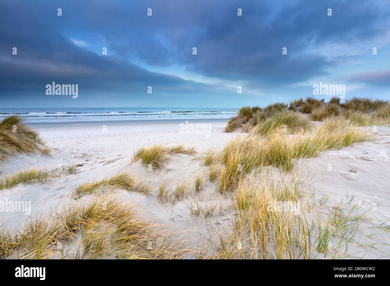 Belles dunes au bord de la plage de la mer du Nord le jour venteux Banque D'Images