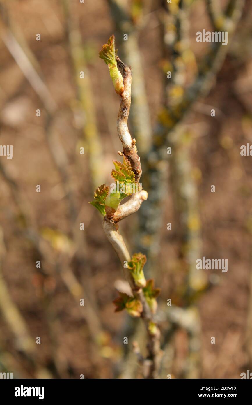 Branche de cassis avec bourgeons de feuilles au printemps sur le fond brun naturel Banque D'Images