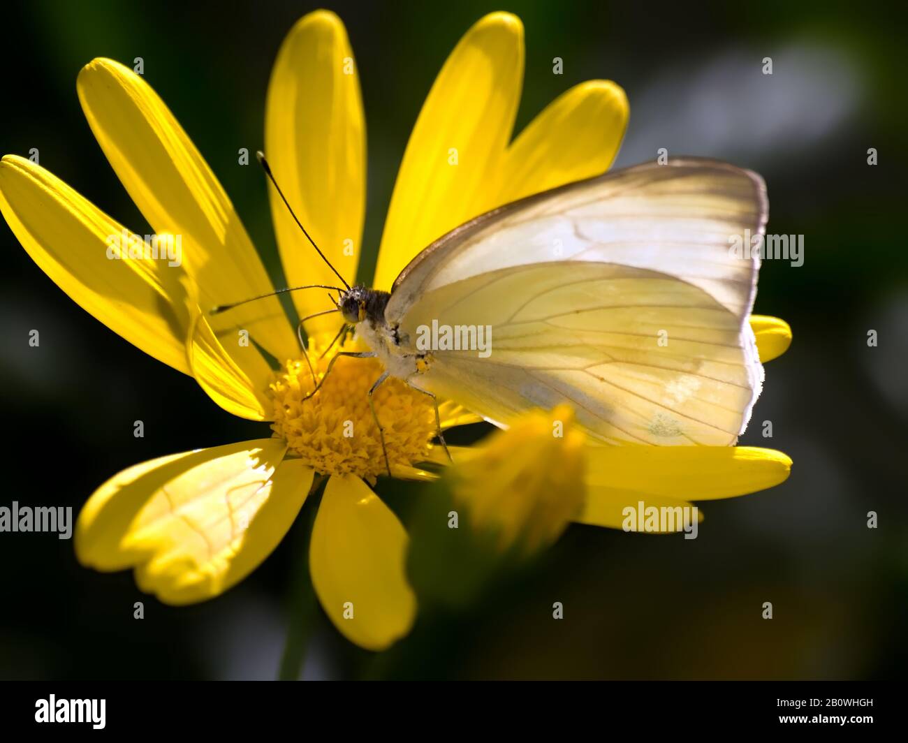 Un papillon originaire de l'Arizona a appelé le Grand Blanc du Sud se nourrissant sur une fleur sauvage. Banque D'Images