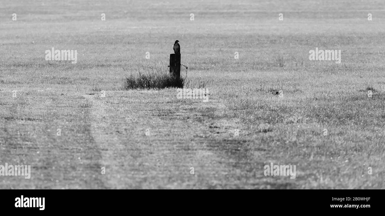 Buzzard assis sur un poteau en bois dans la prairie. Banque D'Images