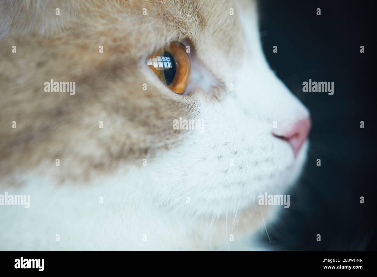 Gros plan de chat domestique avec de beaux yeux bruns regardant loin Banque D'Images