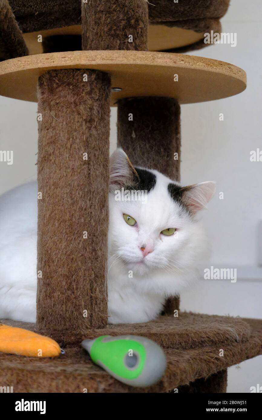 Portrait d'un grand chat blanc masculin domestique (Felis catus) dans un sanctuaire d'animaux en attente d'adoption Banque D'Images