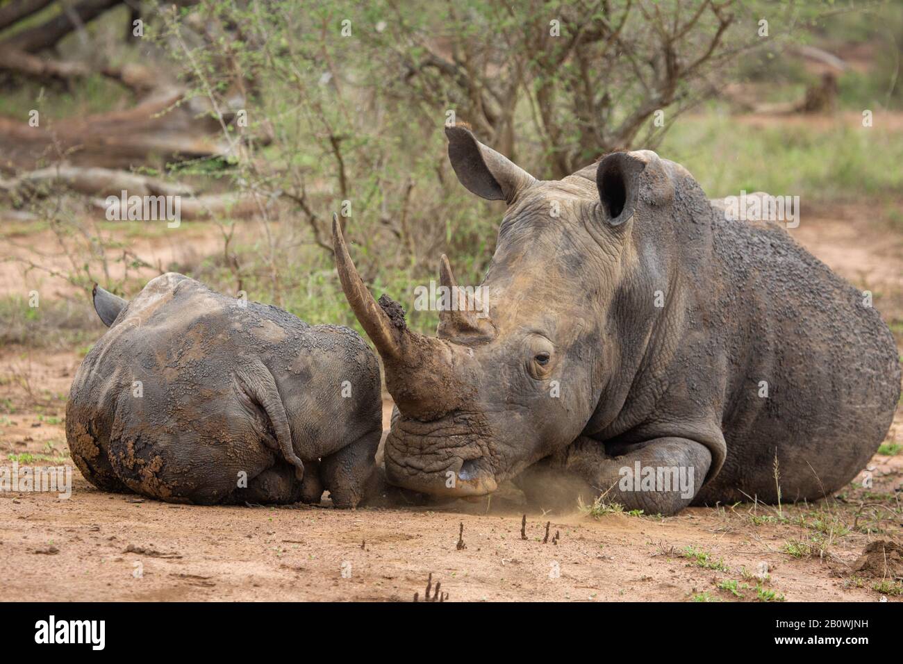 White Rhino dans le parc national de Hlane, province de Lubombo, eSwatini, Afrique australe Banque D'Images