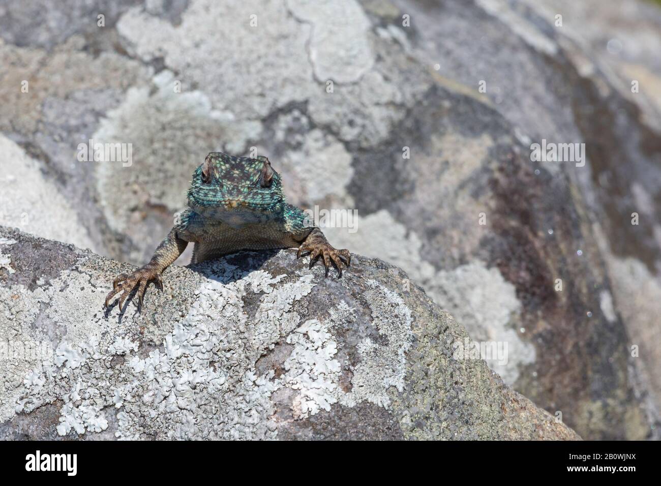 Southern Rock Agama dans la réserve naturelle d'Umtamvuna, KwaZulu-Natal, Afrique du Sud Banque D'Images