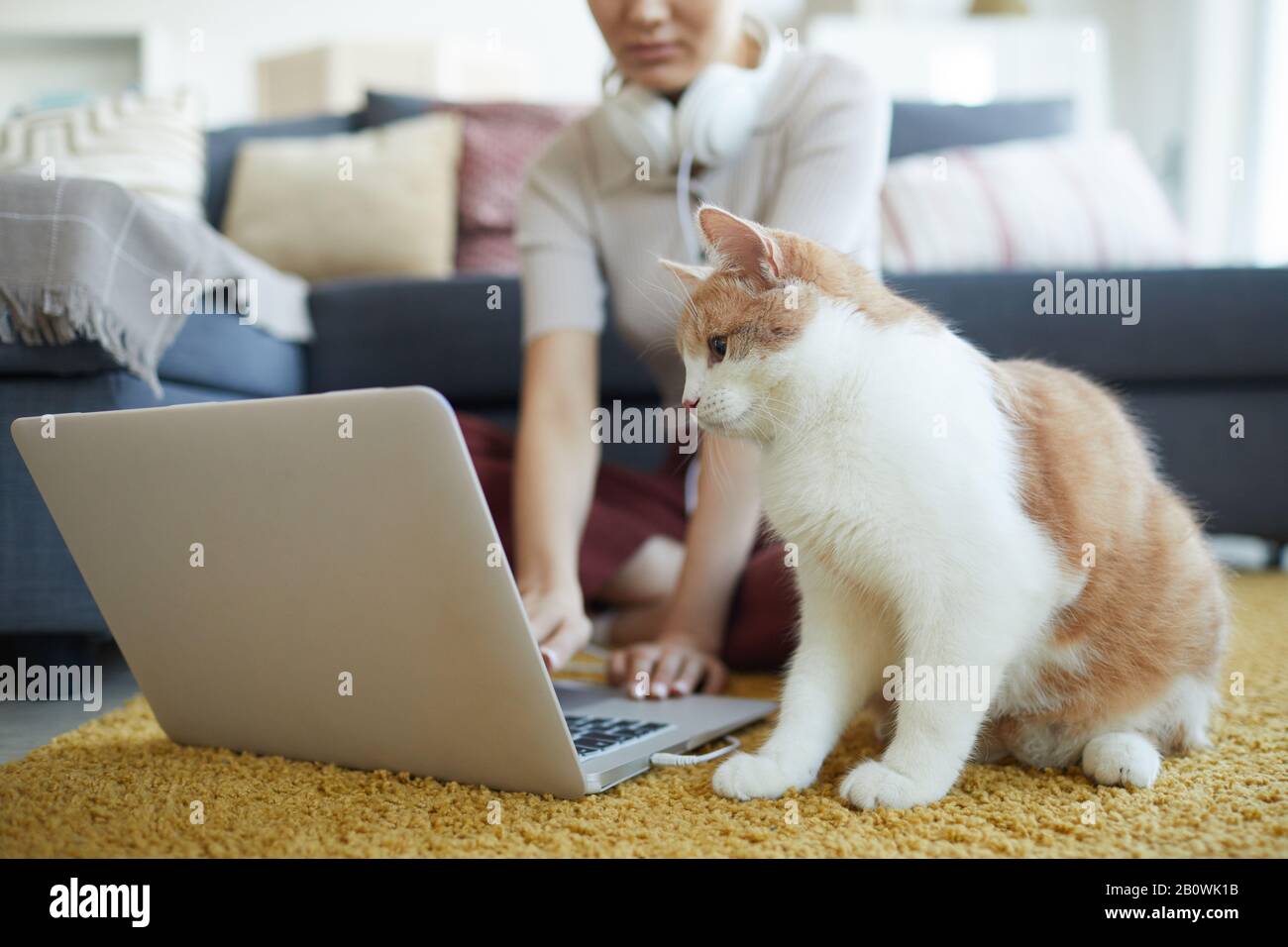 Animal De Travail Banque D Image Et Photos Alamy Animal De Travail Banque D Image Et Photos Alamy