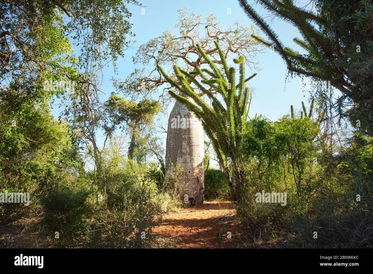 Forêt avec de petits baobab et des poulpes, buissons et herbe poussant sur un sol rouge poussiéreux, fort contre-jour Banque D'Images