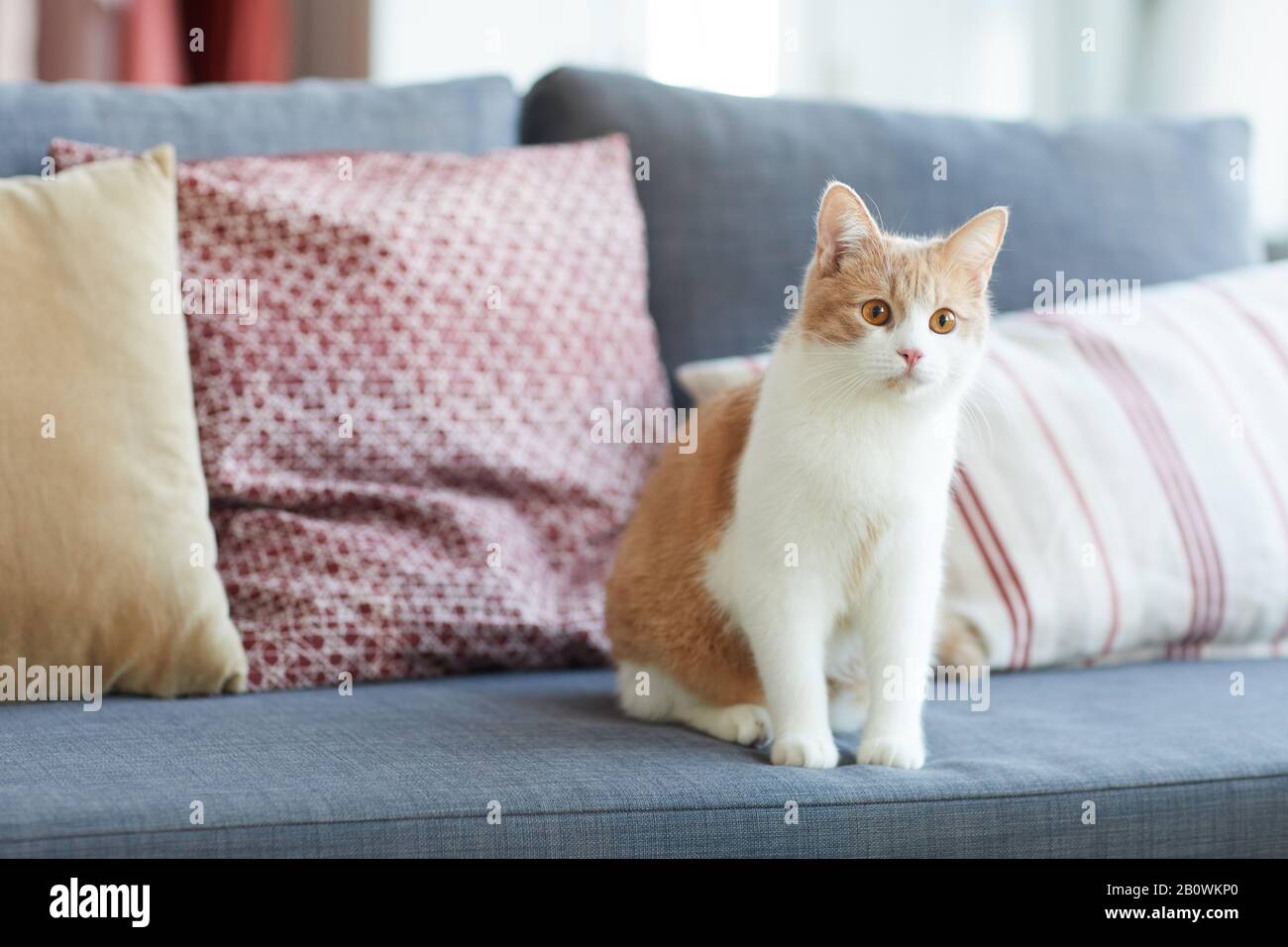 Chat rouge et blanc domestique assis sur un canapé dans le salon à la maison Banque D'Images