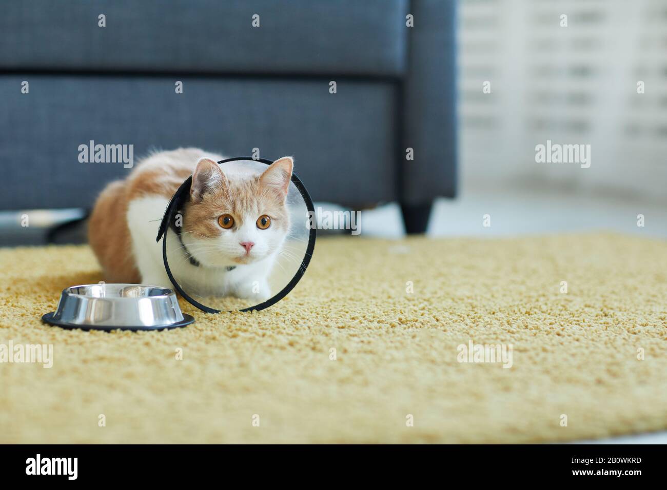 Chat domestique dans le col assis sur la moquette près de son bol avec du lait dans la chambre Banque D'Images