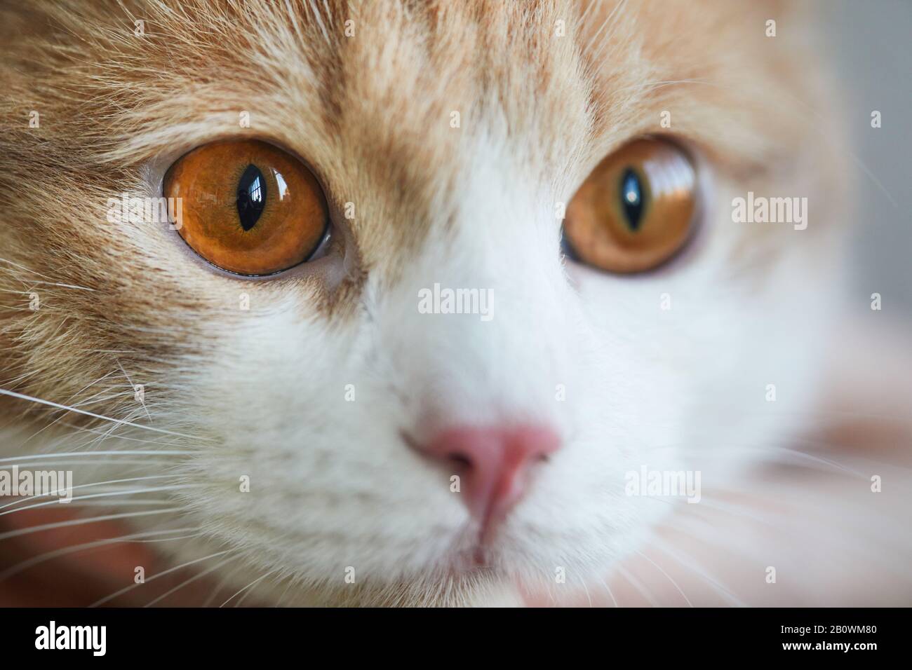Gros plan de la face de chat domestique avec les yeux bruns Banque D'Images