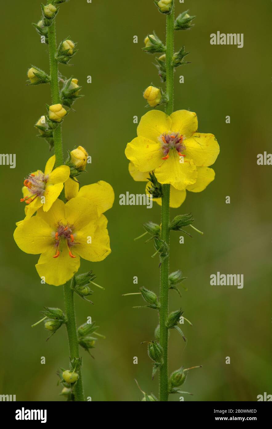 Molllein, Verbascum blattaria - une plante bisannuelle en fleur, en champ arable. Banque D'Images