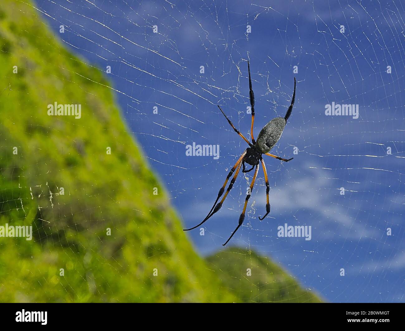 L'araignée Nephila inaurata de l'océan Indien avec ses magnifiques couleurs Banque D'Images