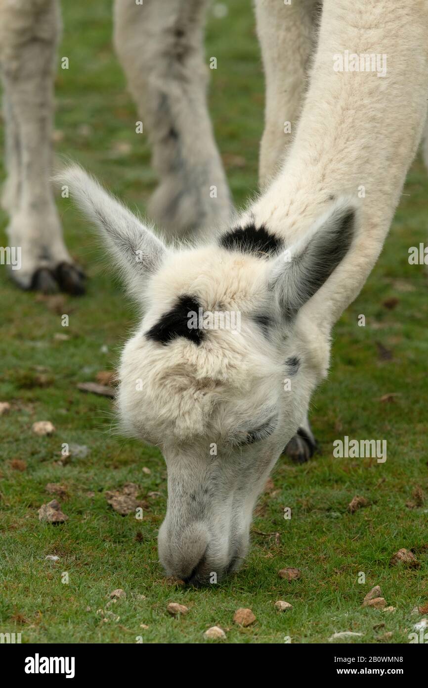 Llama, lama glama - un animal d'emballage sud-américain, également utilisé pour la viande, des Andes. Banque D'Images