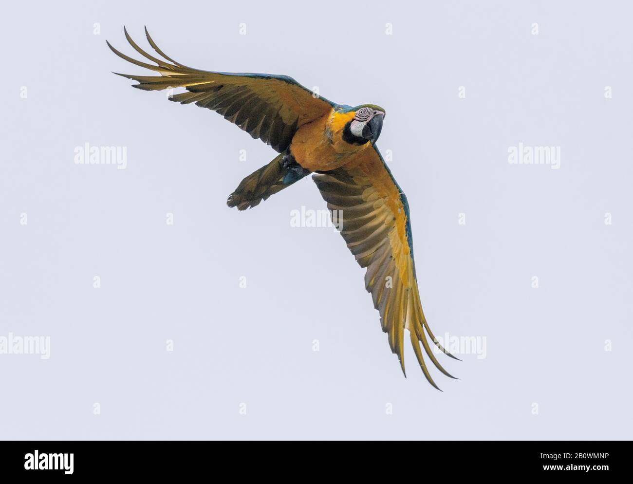Macaw bleu et jaune, Ara ararauna, en vol. Espèce De Perroquet Sud-Américain. Banque D'Images