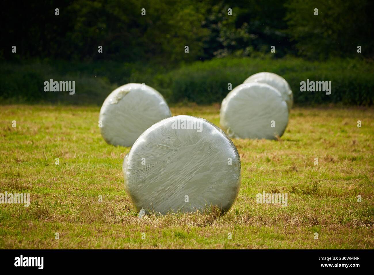 Haystacks à balles rondes enveloppés de plastique Banque D'Images