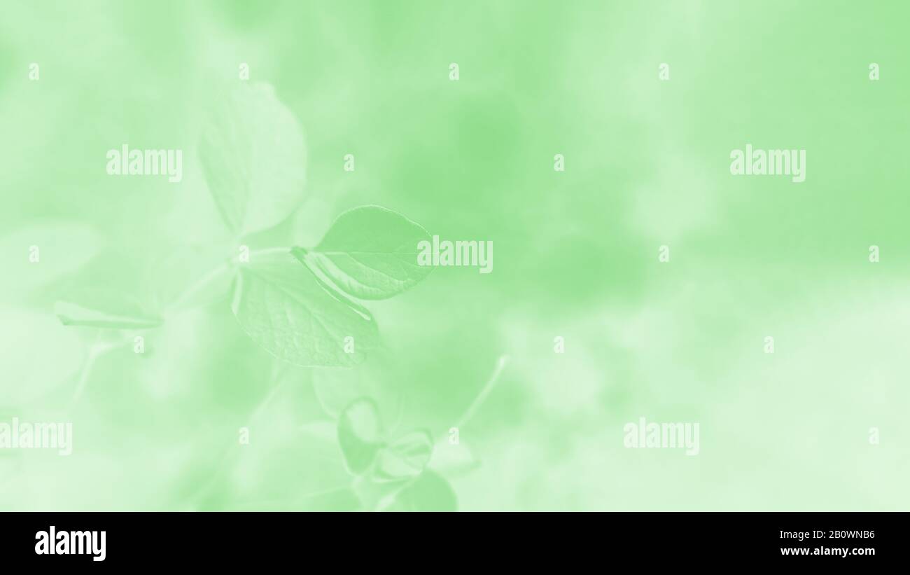 Fond abstrait dégradé vert clair avec motif feuilles, format panoramique 16:9 Banque D'Images
