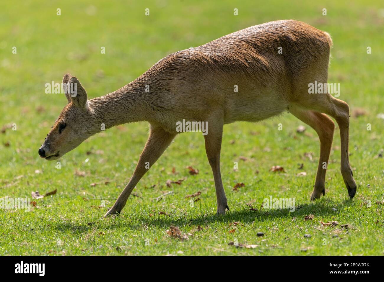 Cerf d'eau chinois, Hydropotes inermis, au zoo et jardin botanique de Branféré, Bretagne, France Banque D'Images