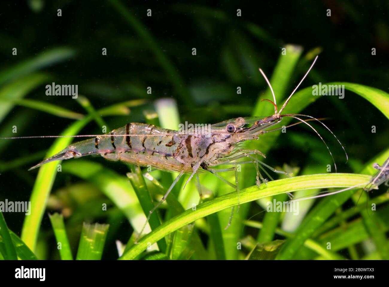 crevettes d'eau douce vives à rayures noires - tigre dans l'aquarium Banque D'Images