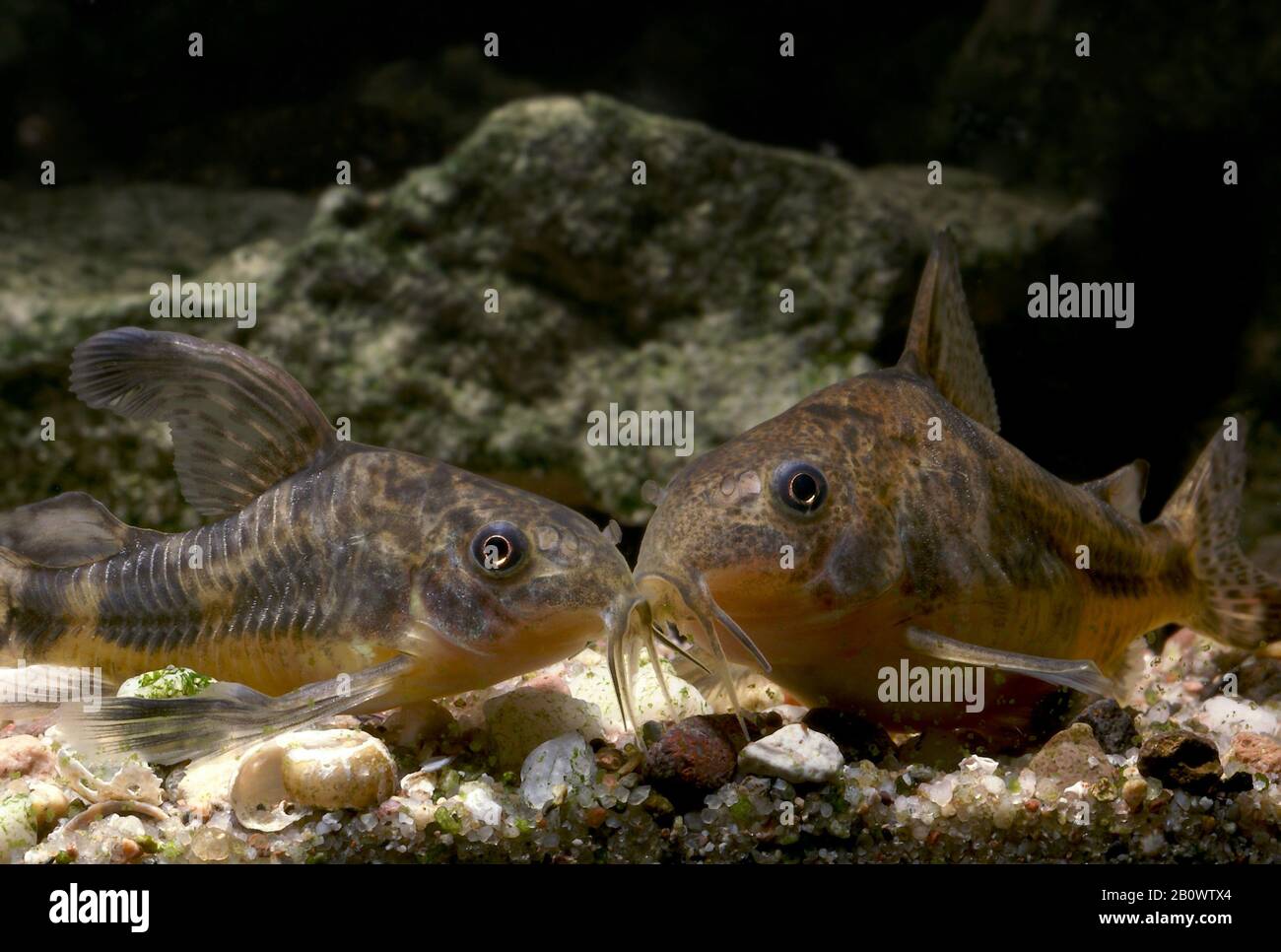 Corydoras paleatus - Corydoras repéré - une espèce populaire de poissons d'aquarium Banque D'Images
