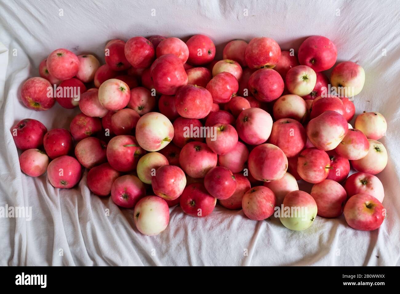 Pommes mûres fraîches rouges fond blanc. Vue de dessus. Banque D'Images