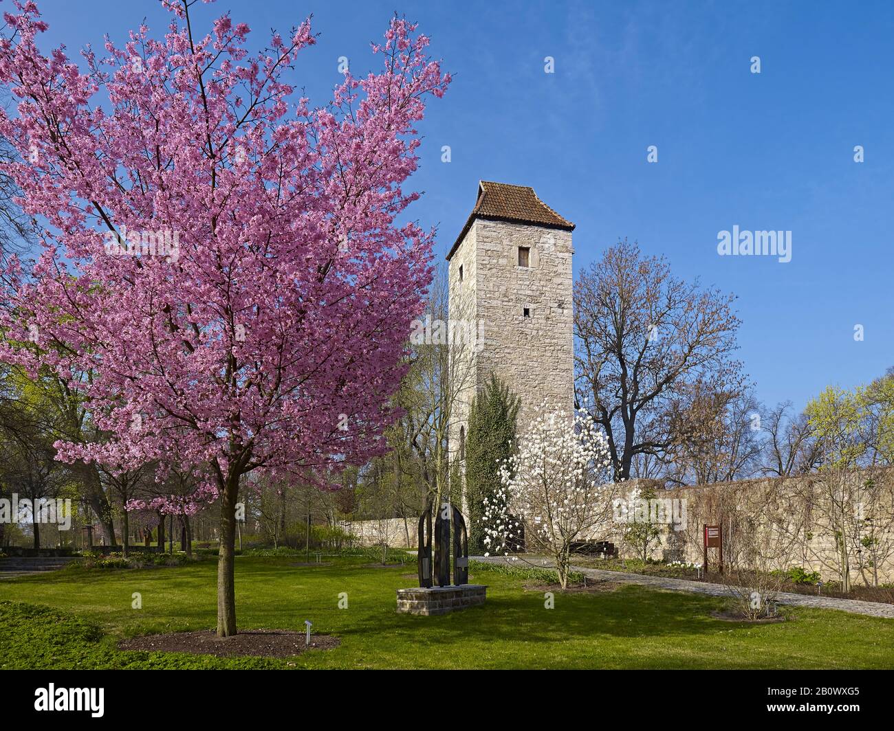 Arboretum avec tour nord du mur de la ville et cerise de montagne à Bad Langensalza, Thuringe, Allemagne, Europe Banque D'Images