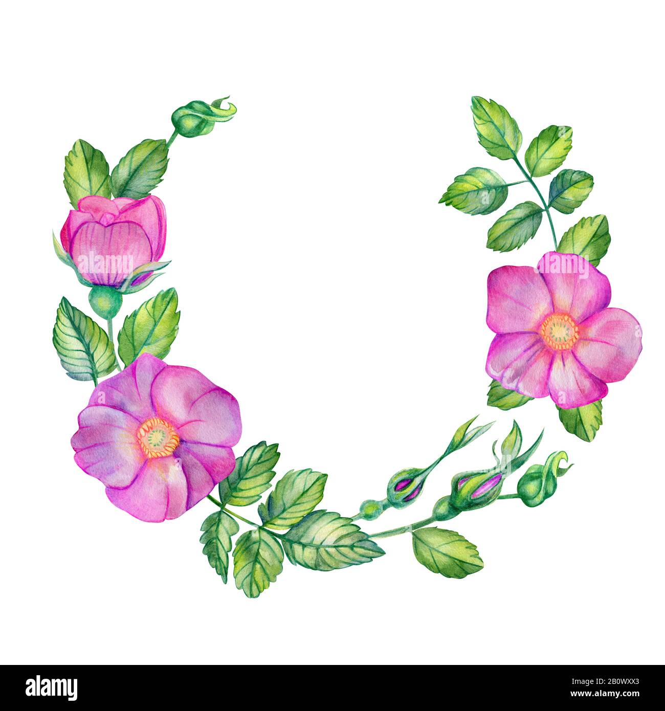 Couronne d'aquarelle avec rose sauvage. Fleurs roses, feuilles, bourgeons et bouquet isolés sur fond blanc avec place pour le texte. Cartes de mariage dessinées à la main de Banque D'Images