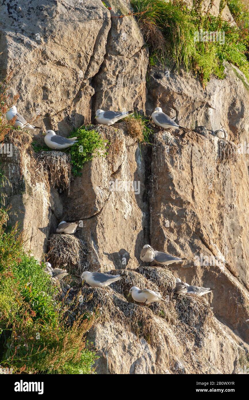 les mouettes se reposant sur leur nid sur la falaise du rocher Banque D'Images