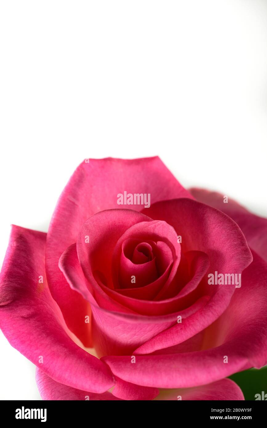 Rose rose rose vive et fraîche sur fond blanc, pièce pour le texte, pour la Saint Valentin Banque D'Images
