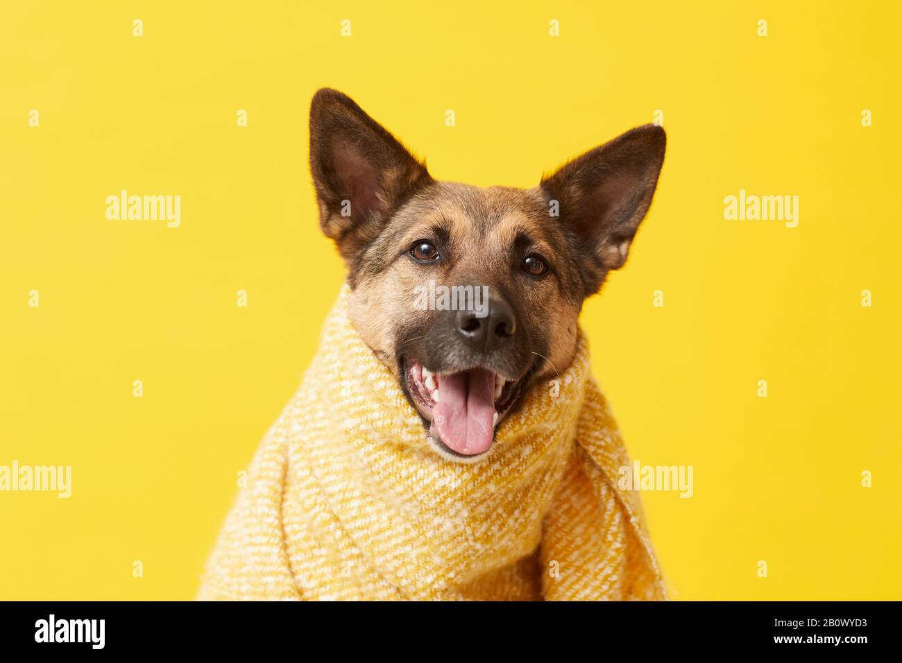 Berger allemand recouvert d'une couverture en laine isolée sur une couverture jaune Banque D'Images