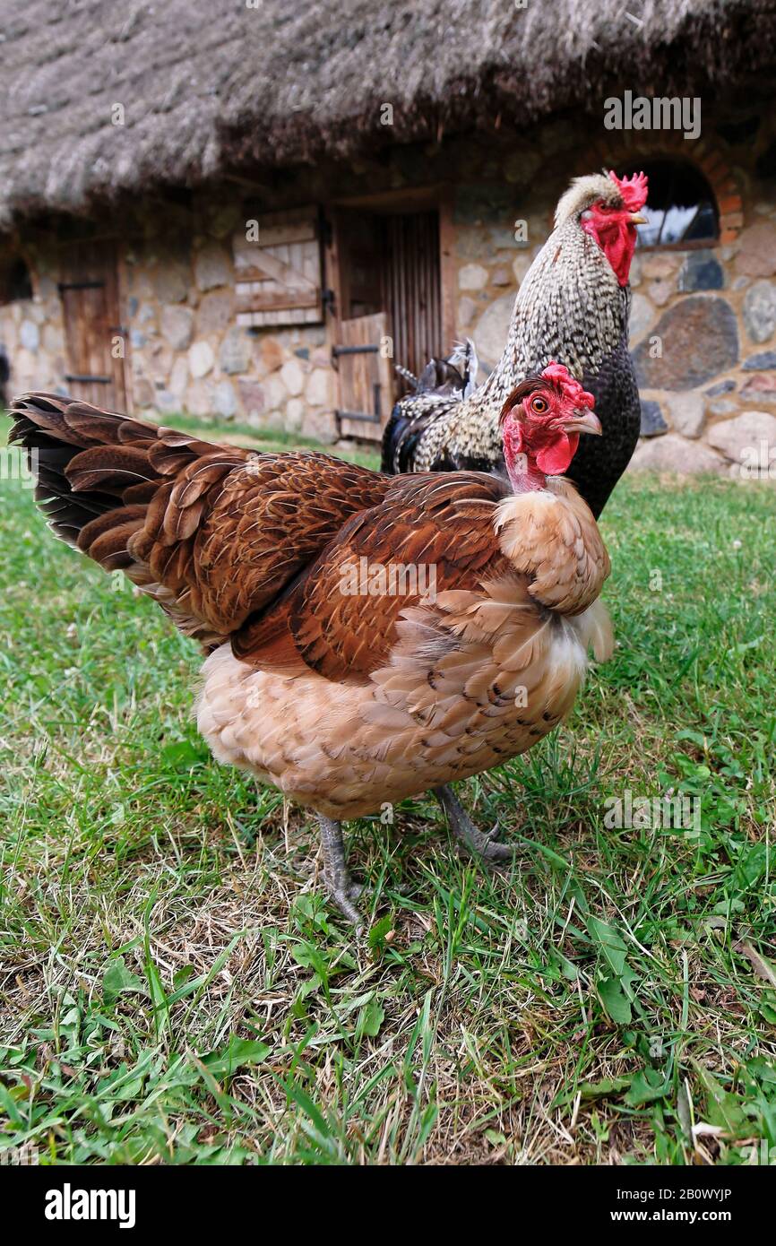 Poulet et coq dans l'herbe sur une ferme. Poulets marchant dans la prairie Banque D'Images