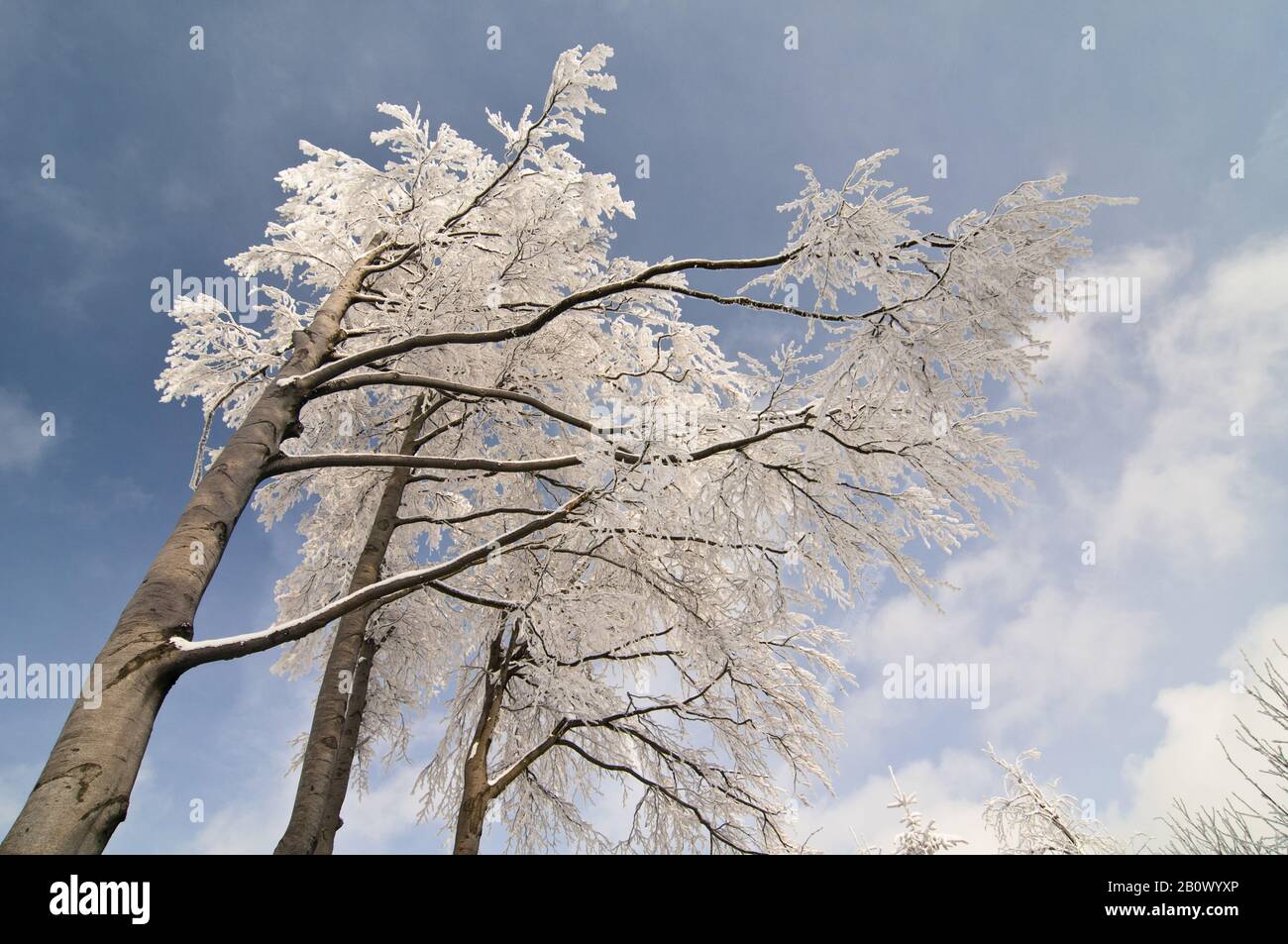 Arbre recouvert de glace en hiver, Banque D'Images