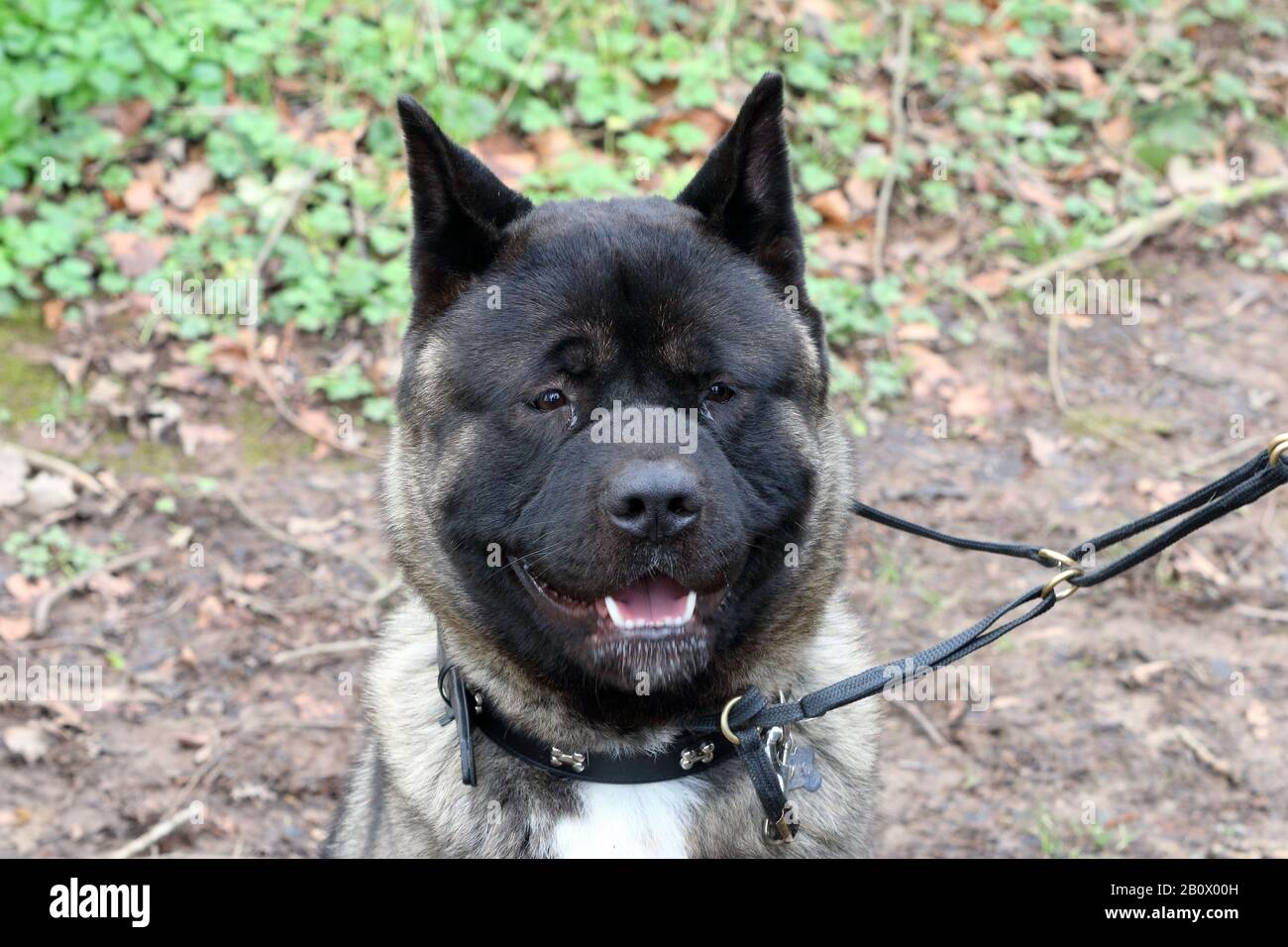 Un chien américain d'Akita, coup de tête Banque D'Images