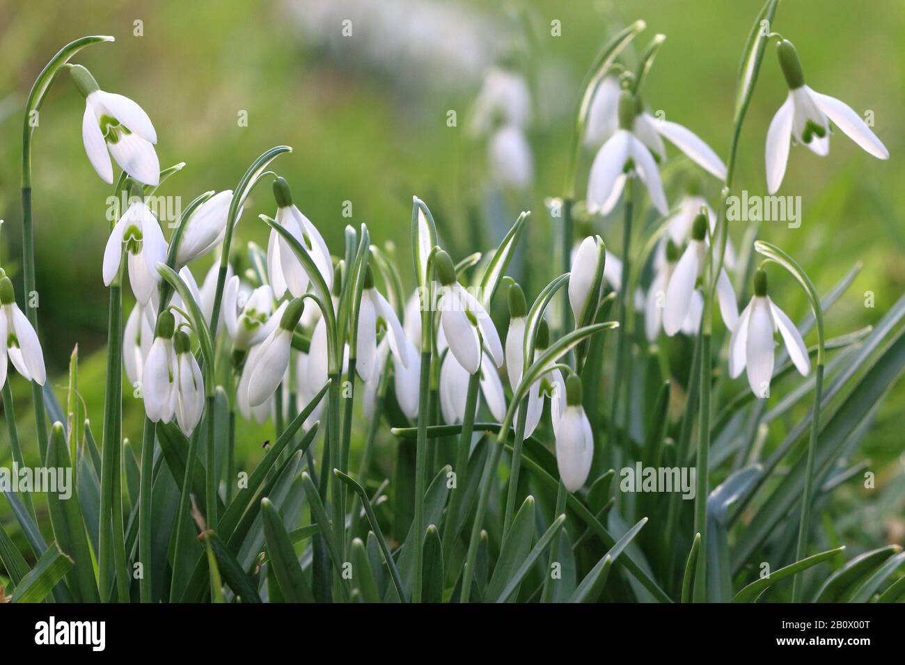 Une bosse de chutes de neige (Galanthus) Banque D'Images