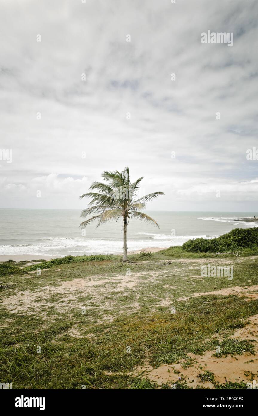 Palmier sur la plage Praia do Amor, Praia da Pipa, Rio Grande do Norte, Brésil, Amérique du Sud, Banque D'Images