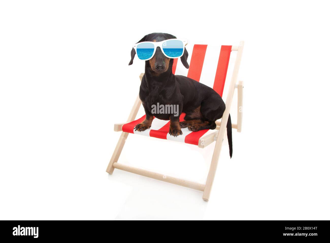 chien dachshund l'été reposant sur une chaise de plage. Isolé sur fond blanc. Banque D'Images