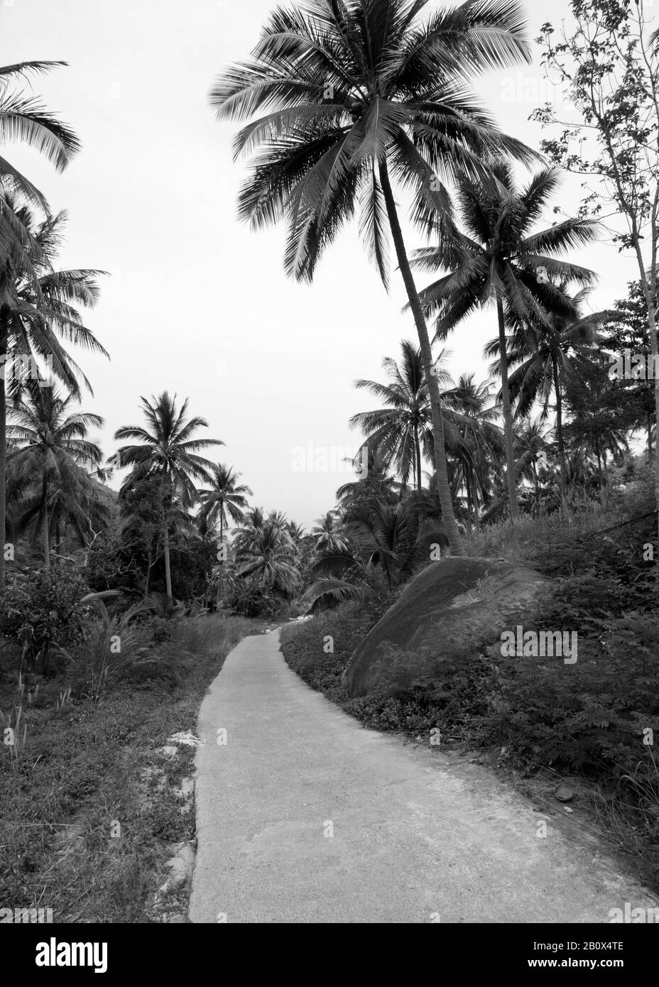 Petite route à travers la forêt de palmiers, Kho Tao, Thaïlande, Asie du Sud-est, Banque D'Images