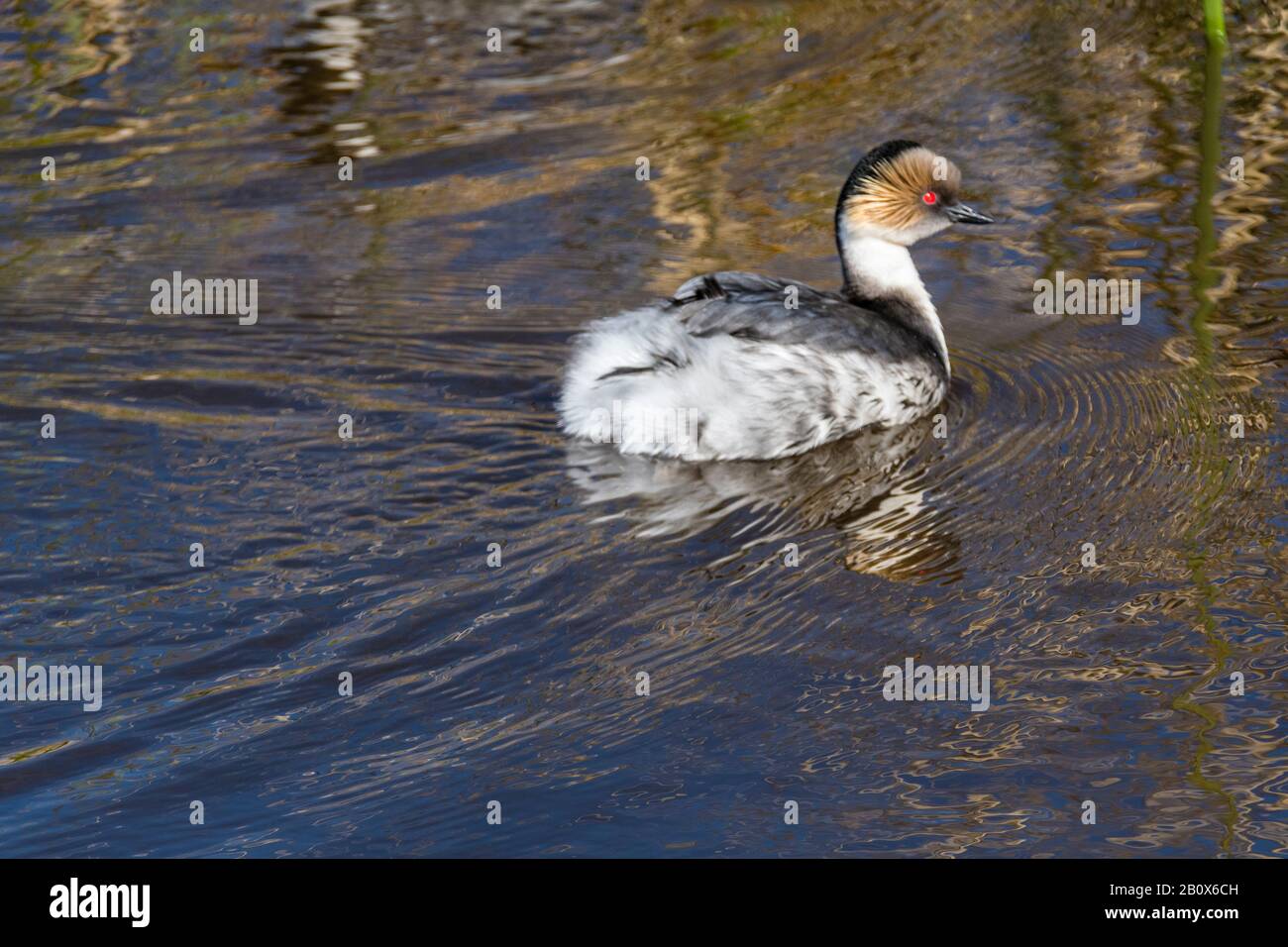 Silvery Grebe, Podiceps Occipitalis, Baignade Sur Long Pond, Sea Lion Island, Falkland Islands, Océan Atlantique Sud Banque D'Images