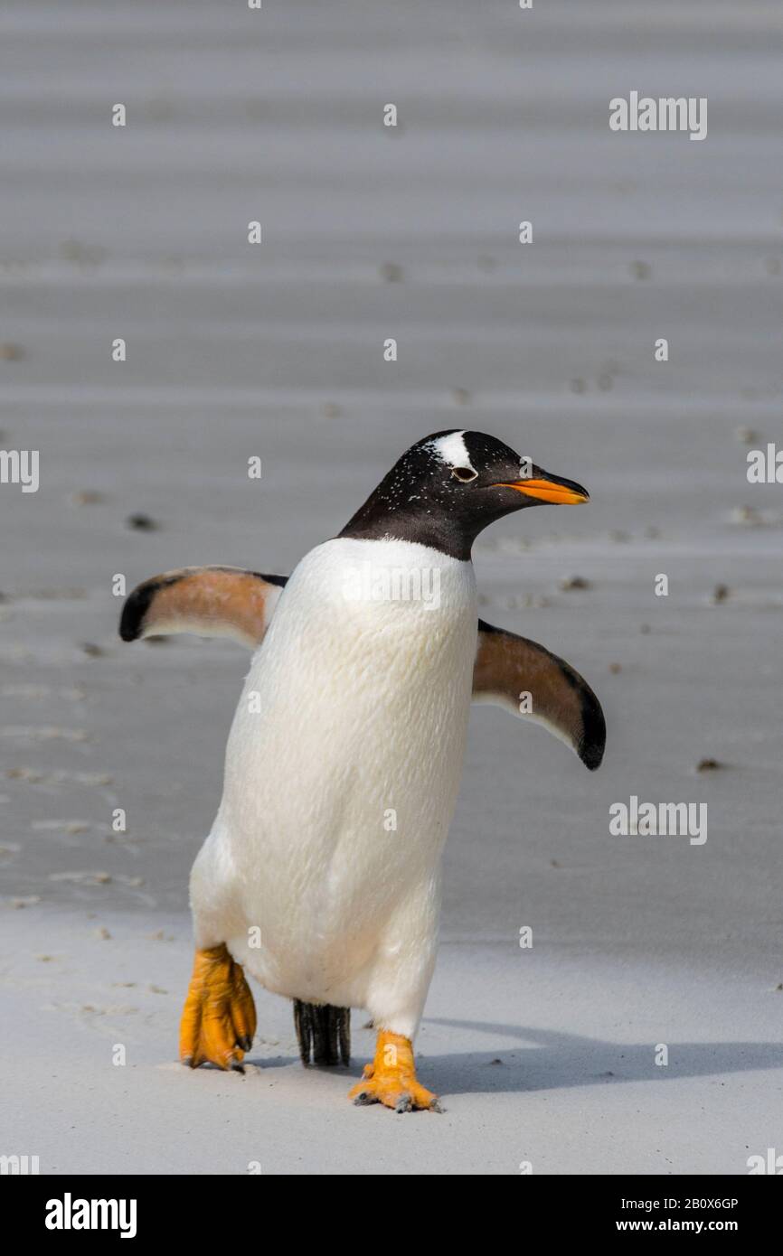 Mignon sauvage, adulte Gentoo Penguin, Pygoscellis papouasie, marchant vers la caméra, île Saunders, îles Falkland, Océan Atlantique Sud Banque D'Images