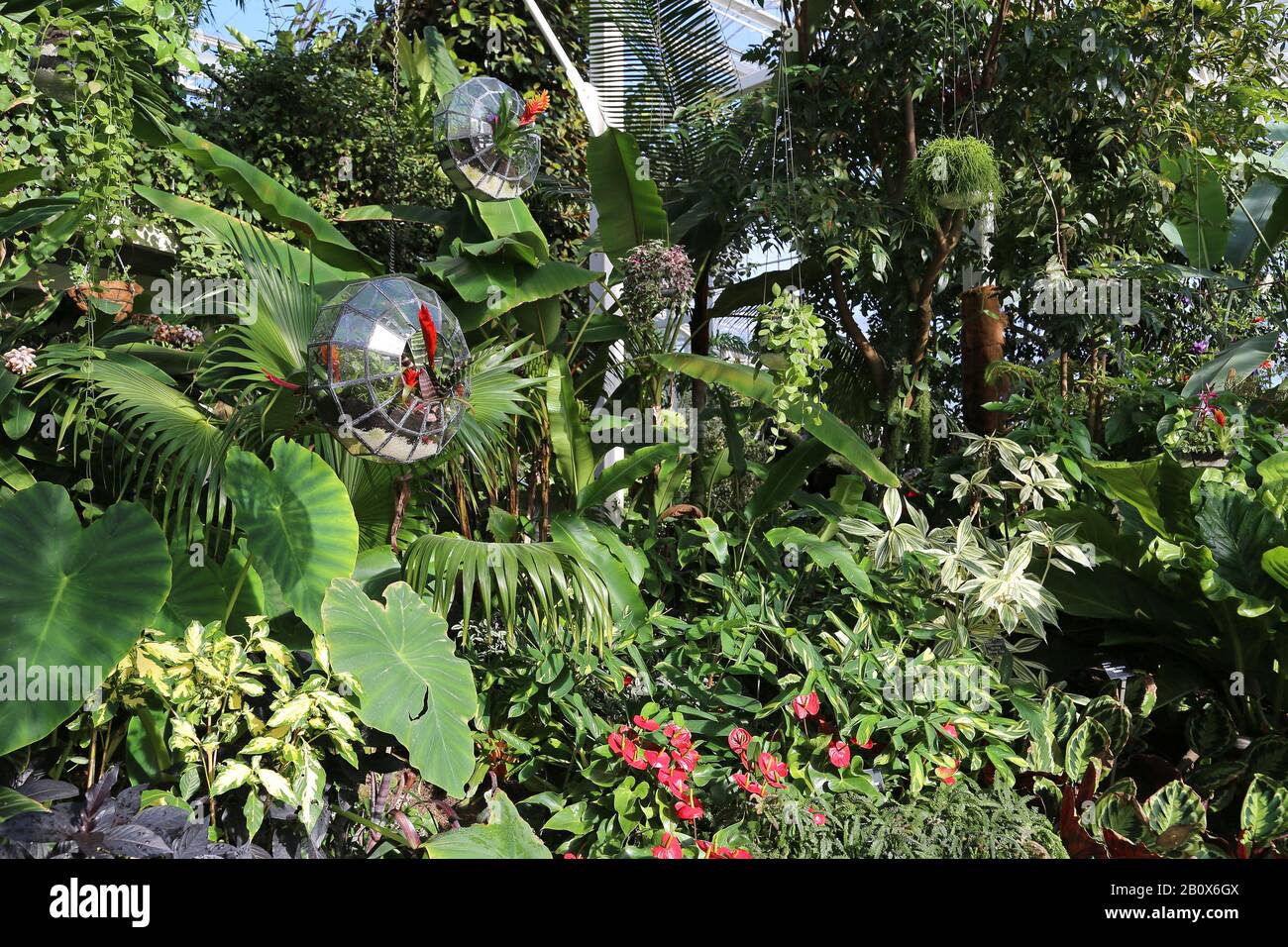 Terrariums, Géant Houseplant Takeover, Tropical Zone, Glasshouse, Rhs Garden Wisley, Woking, Surrey, Angleterre, Grande-Bretagne, Royaume-Uni, Royaume-Uni, Europe Banque D'Images