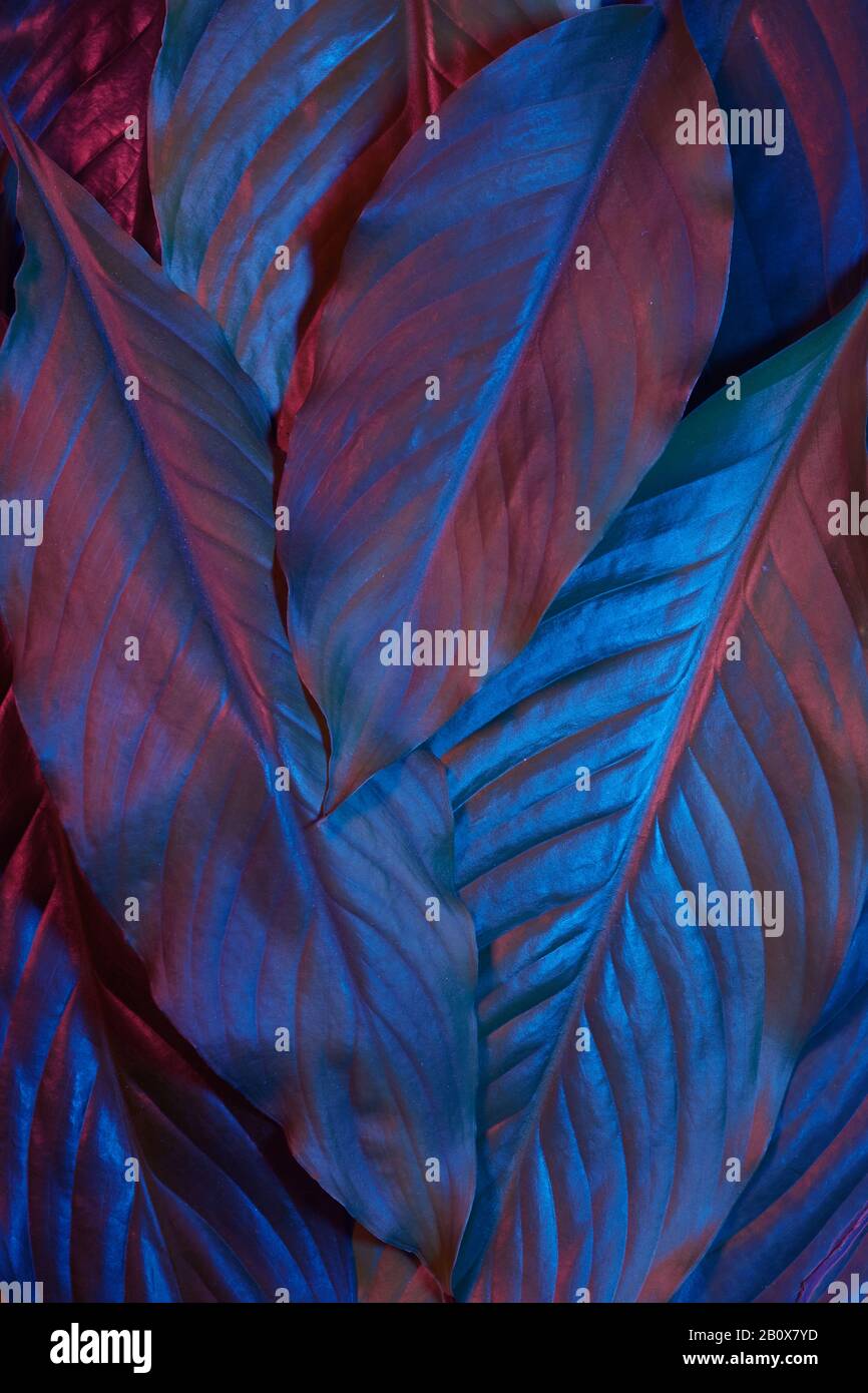 Feuilles de néon bleu et rouge sur fond sombre. Jungle nature. Bleu brillant. Arrière-plan de la forêt magique. Banque D'Images