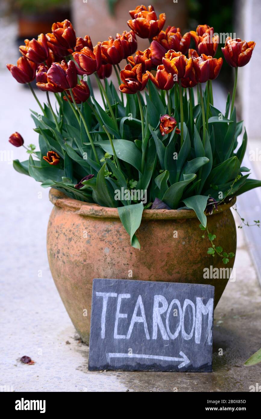 Tulipa sucre brun,fleurs,floraison,printemps,jardin,jardins,conteneur,pot,pots,panneau,salon de thé,RM Floral Banque D'Images