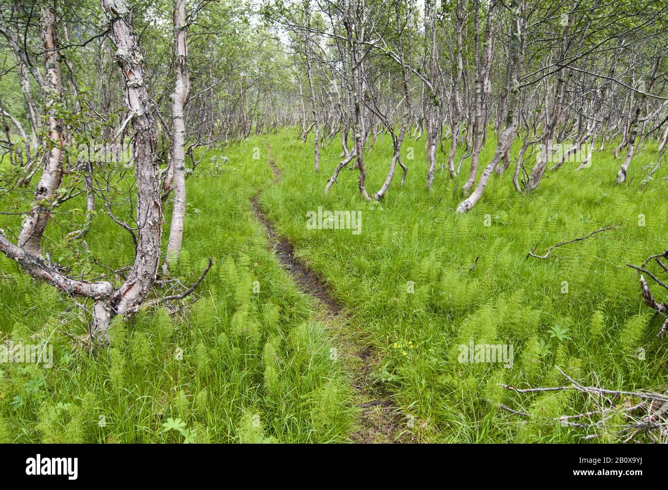 Sentier de randonnée à travers les fougères, parc national de Jotunheimen, Norvège, Banque D'Images