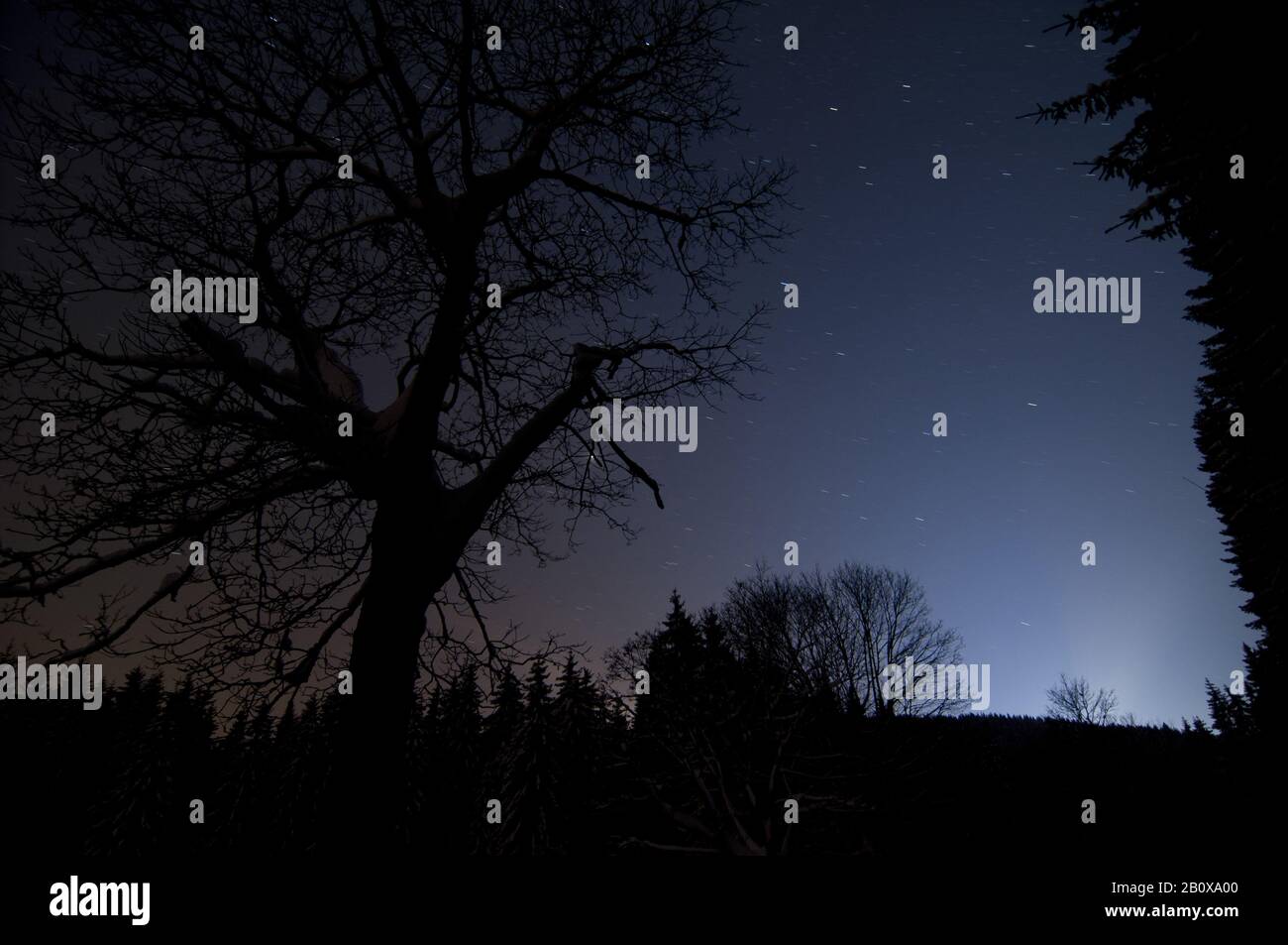 Nuit de faim dans la forêt, Banque D'Images