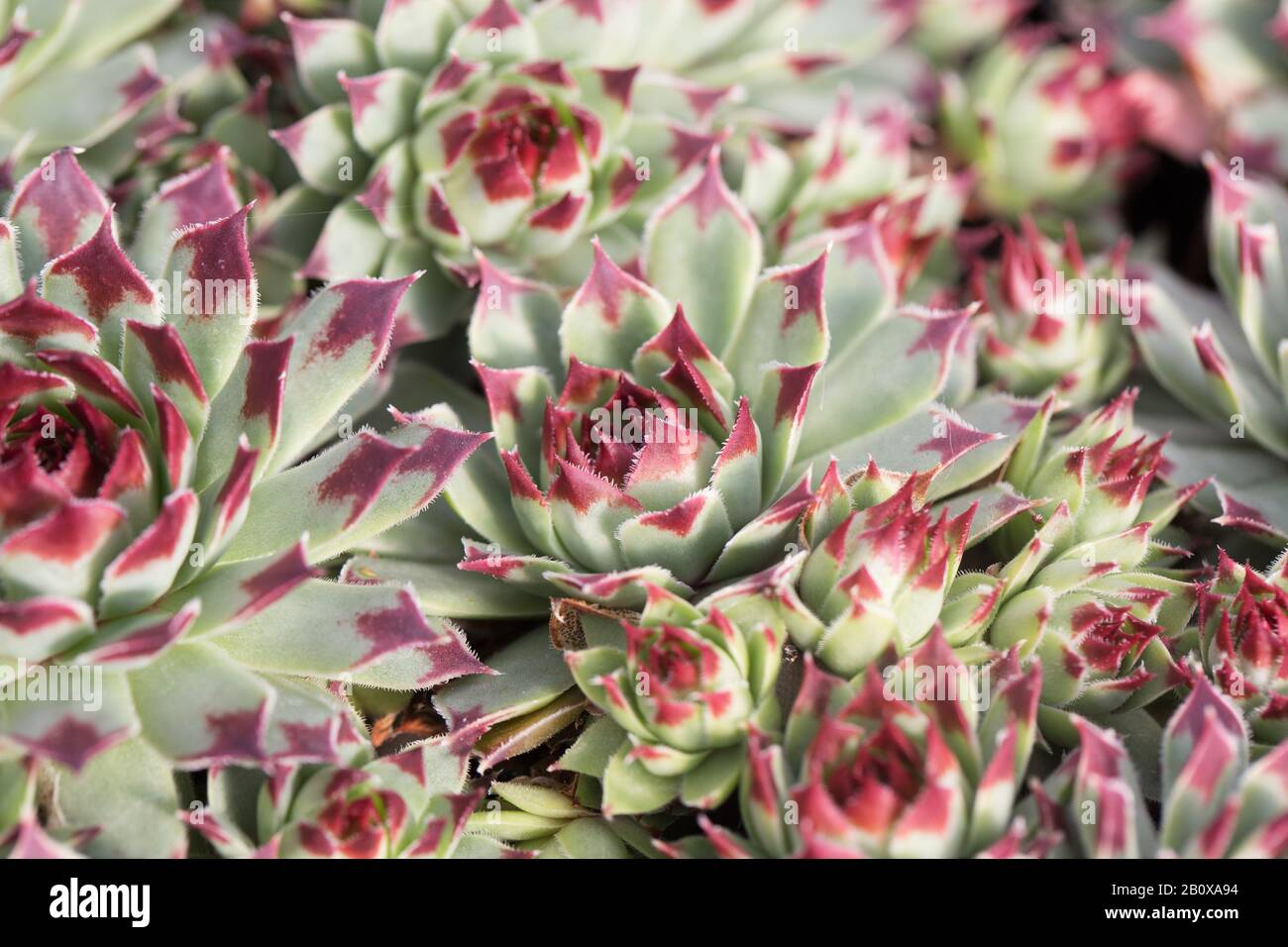 Sempervivum calcareum 'sir William Lawrence', plante succulente. Banque D'Images