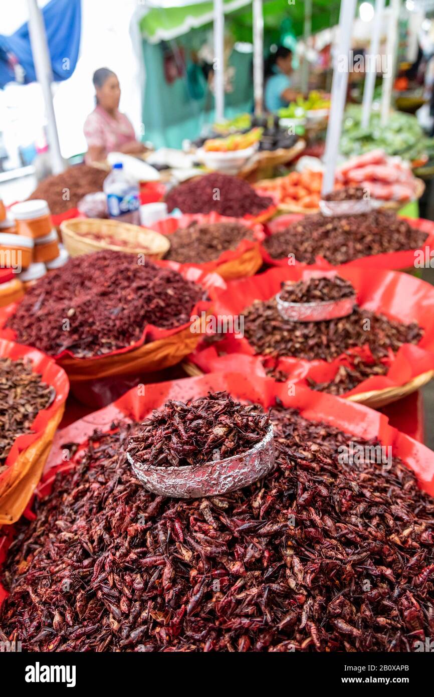 Oaxaca, Mexique - Sauterelles (chapulines) en vente sur le marché du 20 novembre. Banque D'Images