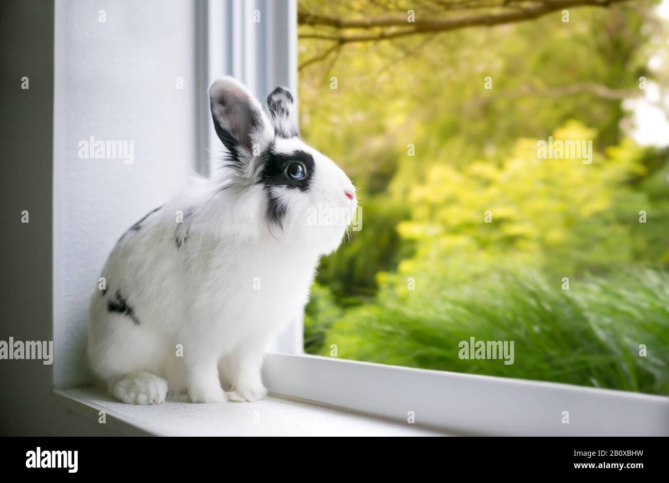 Un lapin noir et blanc de race Lionhead aux yeux bleus regardant une fenêtre Banque D'Images