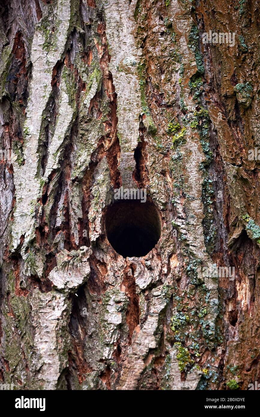 Trou d'oiseau de pic dans un arbre Banque D'Images