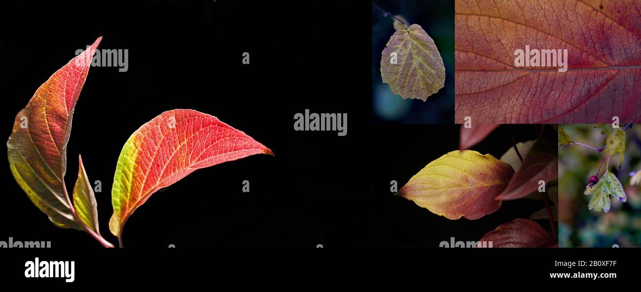 Collage mit Herbstsequenzen Banque D'Images